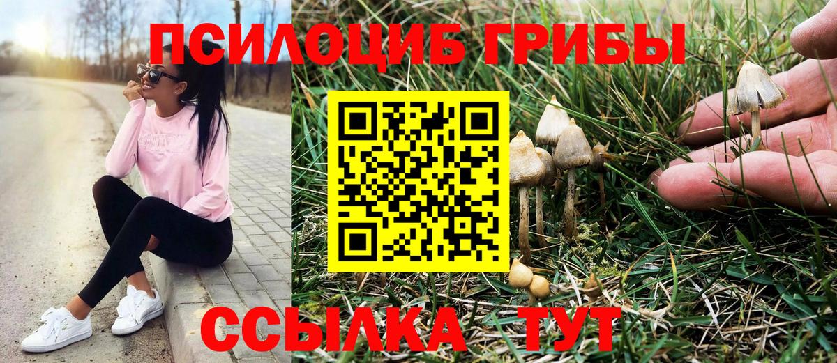 Псилоцибиновые грибы Psilocybe Сатка